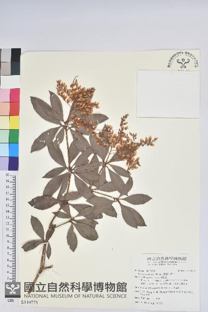 臺灣馬醉木藏品圖，第1張