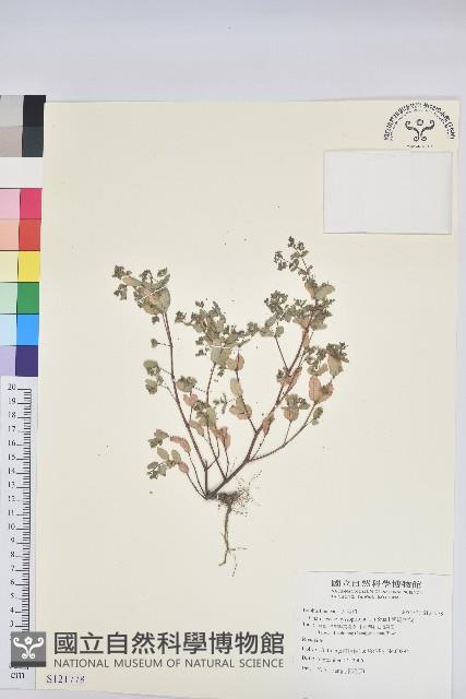 紫斑大戟藏品圖，第1張