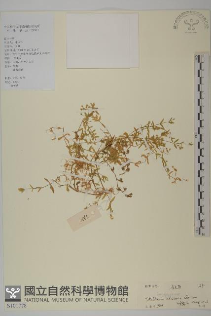 雀舌草藏品圖，第1張