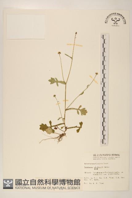 矮菊藏品圖，第1張