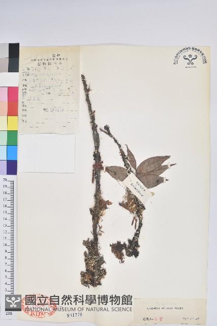 長圓葉樹蘿蔔藏品圖，第1張