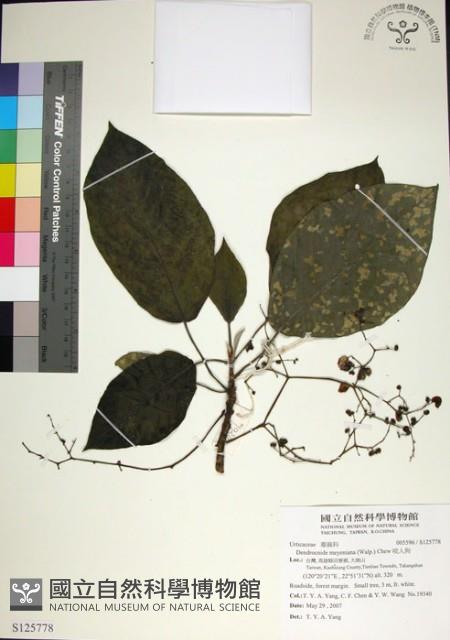 咬人狗藏品圖，第1張