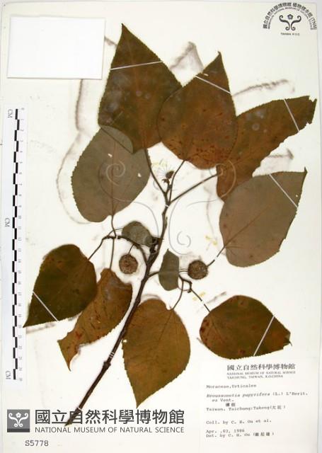 構樹藏品圖，第1張