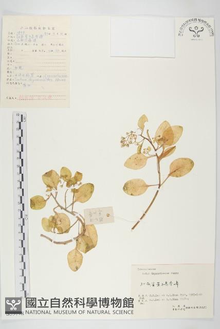 大葉火焰草藏品圖，第1張