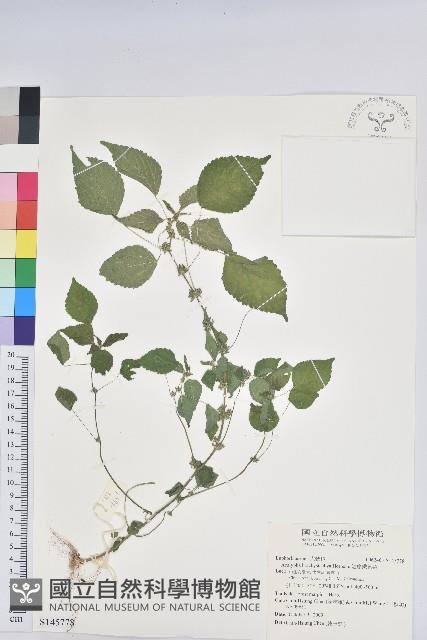 短序鐵莧菜藏品圖，第1張