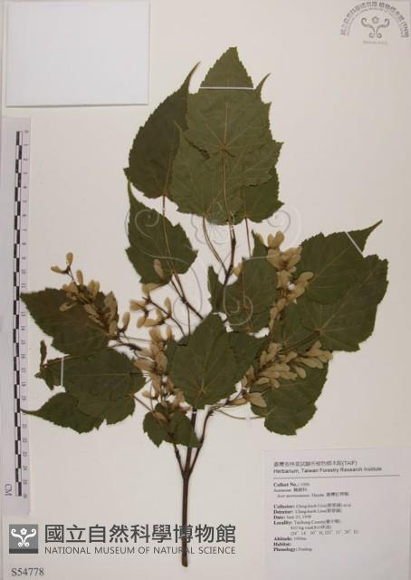 臺灣紅榨槭藏品圖，第1張