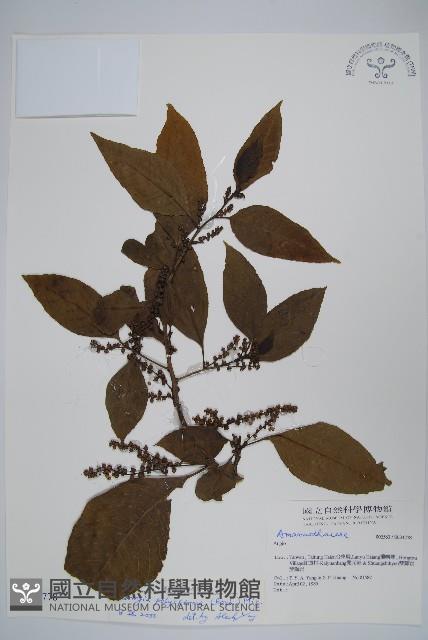 多子漿果莧藏品圖，第1張