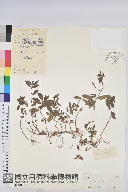 乳仔草藏品圖，第1張