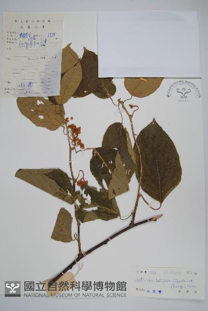 闊葉獼猴桃藏品圖，第1張