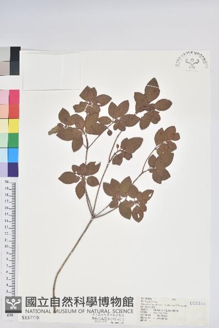 紅毛杜鵑藏品圖，第1張