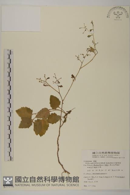 茯苓菜藏品圖，第1張