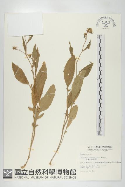 葶藶藏品圖，第1張