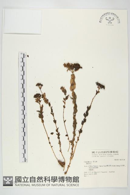 三葉山芹菜藏品圖，第1張