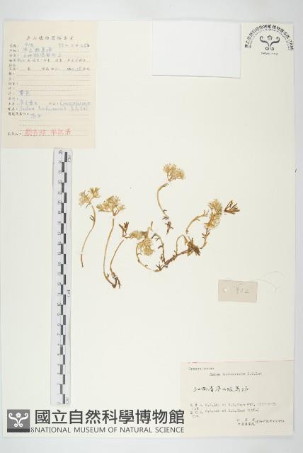 廬山景天藏品圖，第1張