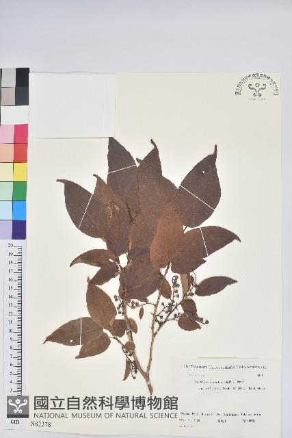 小果南燭藏品圖，第1張