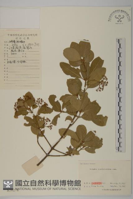 膠東衛矛藏品圖，第1張