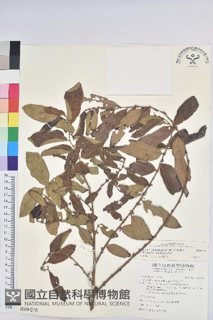 糙葉耳藥花藏品圖，第1張