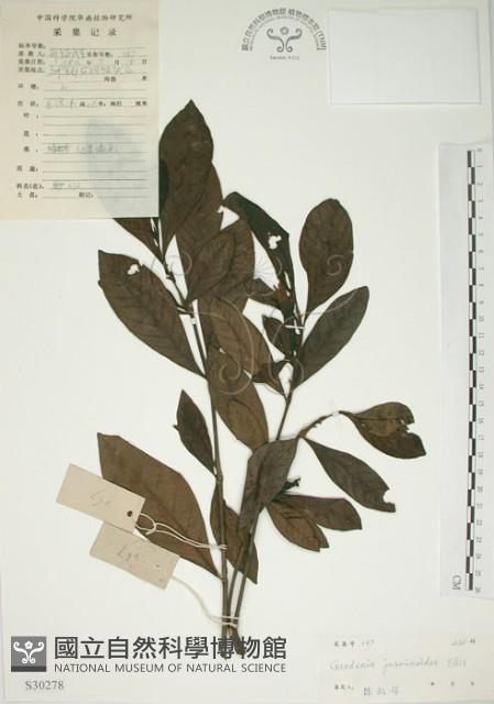 山黃梔藏品圖，第1張