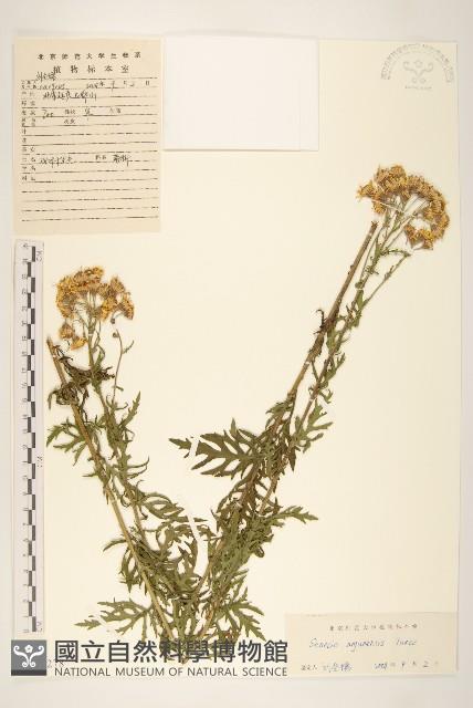 羽葉千里光藏品圖，第1張