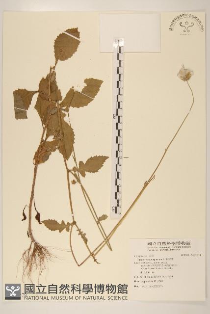 紫澤蘭藏品圖，第1張