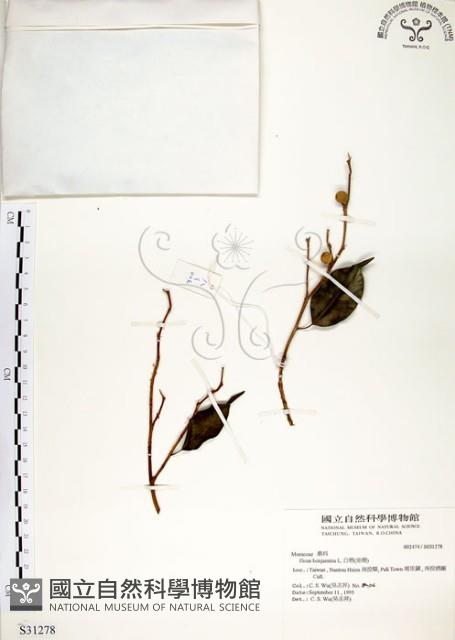 白榕、垂榕藏品圖，第1張