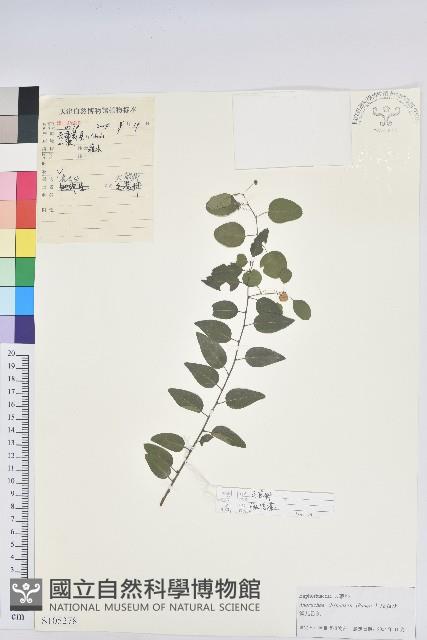 雀兒舌頭藏品圖，第1張