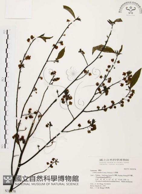 山胡椒藏品圖，第1張