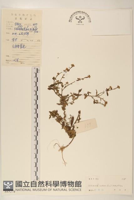 雞兒腸藏品圖，第1張