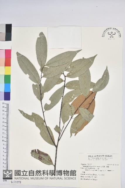 火燒柯、栲樹藏品圖，第1張