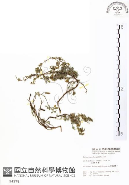 三葉木藍藏品圖，第1張