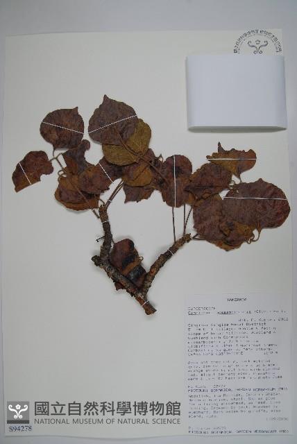 登錄號:S094278藏品圖，第1張