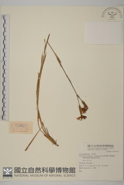 登錄號:S074278藏品圖，第1張