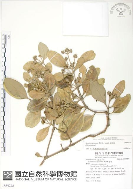海茄苳藏品圖，第1張