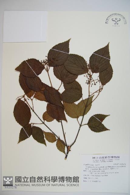 闊葉紅子仔藏品圖，第1張