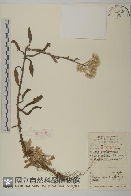 香青藏品圖，第1張