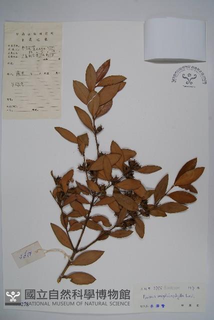 大葉黃楊藏品圖，第1張