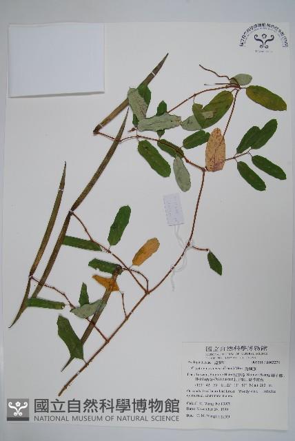 隱鱗藤藏品圖，第1張