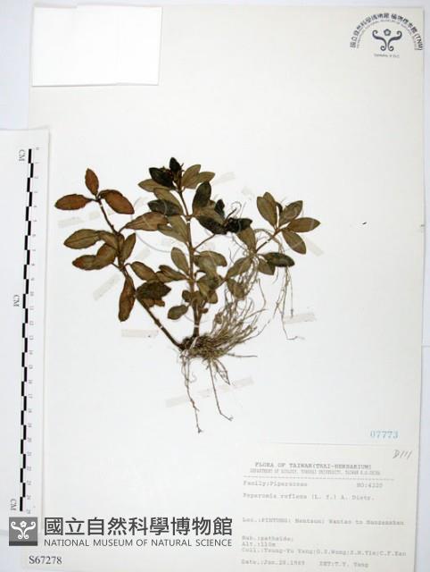 椒草藏品圖，第1張