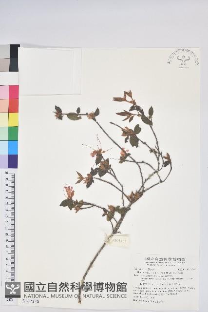 紅毛杜鵑藏品圖，第1張