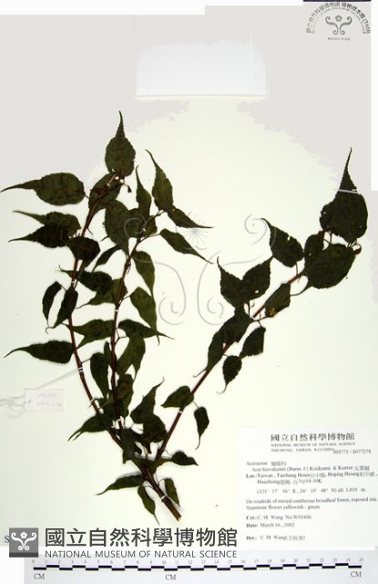 尖葉槭藏品圖，第1張