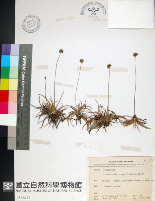 乾溝飄拂草藏品圖，第1張