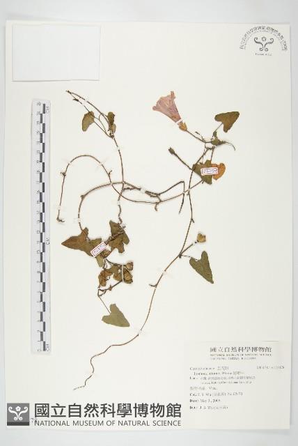 海牽牛藏品圖，第1張