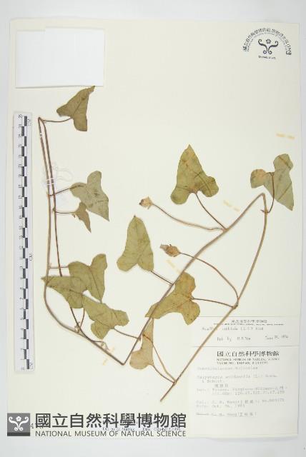 吊鐘藤藏品圖，第1張