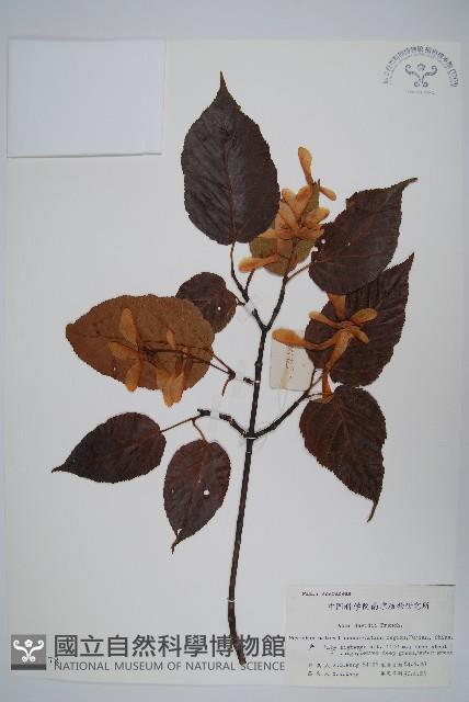 青榨槭藏品圖，第1張