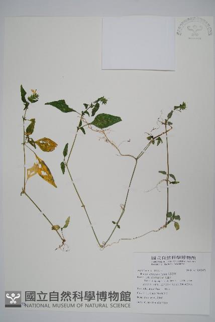 明萼草藏品圖，第1張