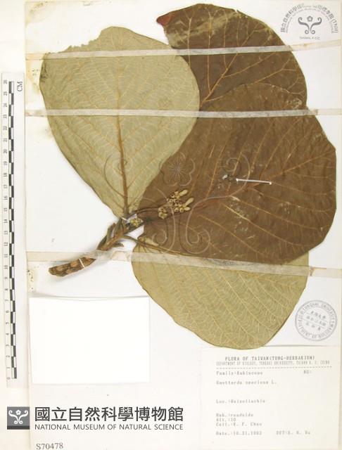 葛塔德木、欖仁舅藏品圖，第1張