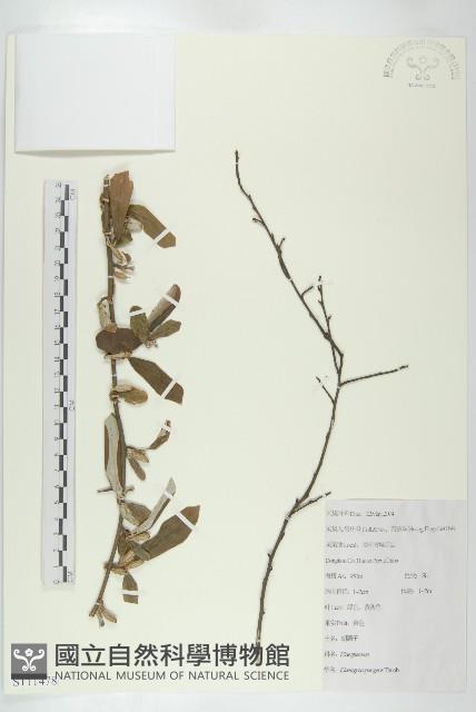 胡頹子藏品圖，第1張