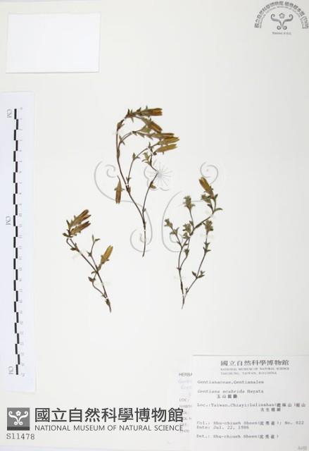 玉山龍膽藏品圖，第1張