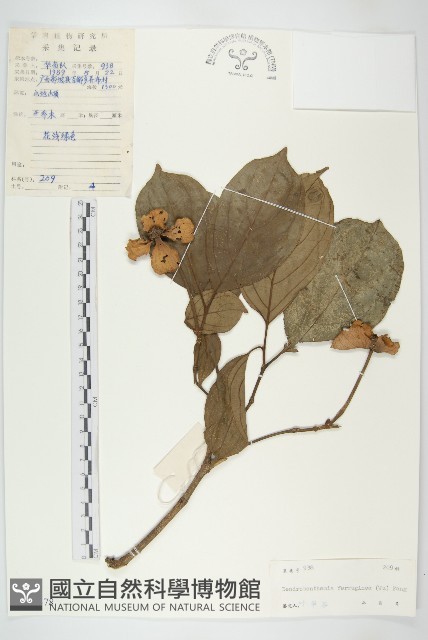 褐毛四照花藏品圖，第1張