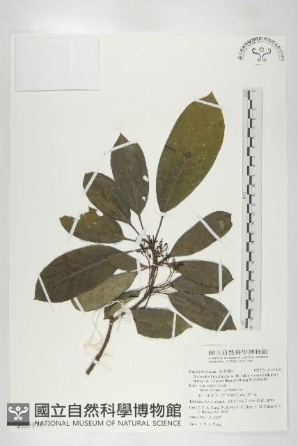 奧氏虎皮楠藏品圖，第1張